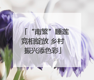 “南繁”睡莲竞相绽放 乡村振兴添色彩