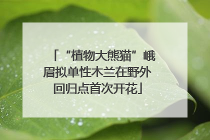 “植物大熊猫”峨眉拟单性木兰在野外回归点首次开花