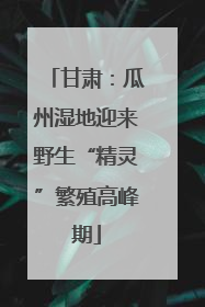 甘肃：瓜州湿地迎来野生“精灵”繁殖高峰期