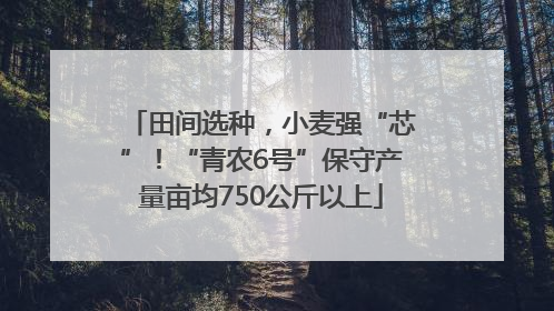 田间选种，小麦强“芯”！“青农6号”保守产量亩均750公斤以上