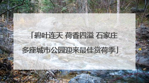 碧叶连天 荷香四溢 石家庄多座城市公园迎来最佳赏荷季