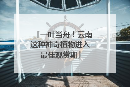 一叶当舟！云南这种神奇植物进入最佳观赏期