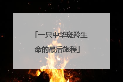 一只中华斑羚生命的最后旅程