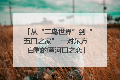 从“二鸟世界”到“五口之家” 一对东方白鹳的黄河口之恋