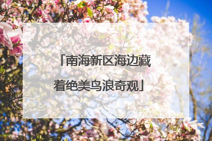 南海新区海边藏着绝美鸟浪奇观