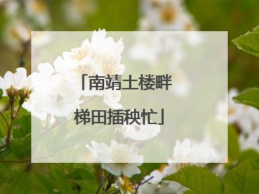 南靖土楼畔 梯田插秧忙