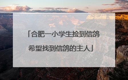 合肥一小学生捡到信鸽 希望找到信鸽的主人