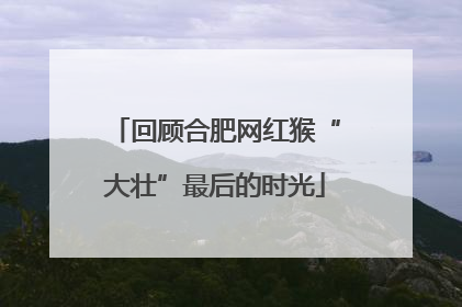 回顾合肥网红猴“大壮”最后的时光