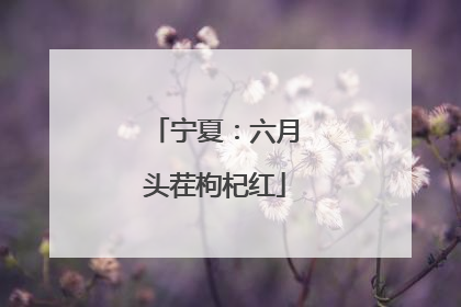 宁夏：六月头茬枸杞红