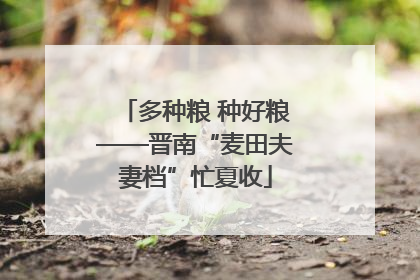 多种粮 种好粮——晋南“麦田夫妻档”忙夏收