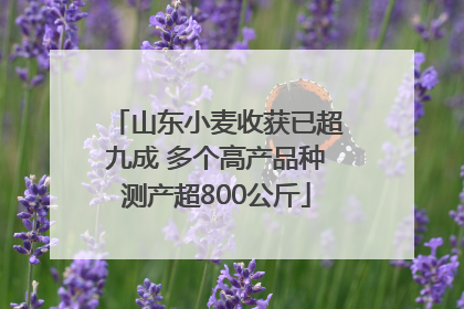 山东小麦收获已超九成 多个高产品种测产超800公斤