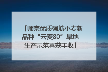 师宗优质强筋小麦新品种“云麦80”旱地生产示范喜获丰收
