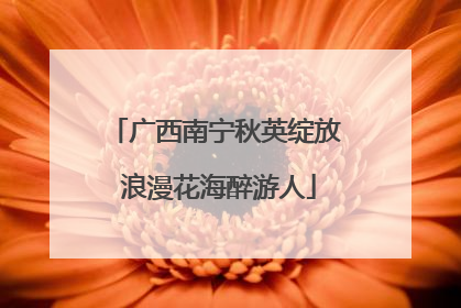 广西南宁秋英绽放 浪漫花海醉游人