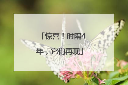 惊喜！时隔4年，它们再现