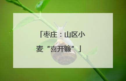 枣庄：山区小麦“喜开镰”
