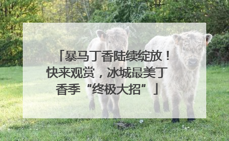 暴马丁香陆续绽放！快来观赏，冰城最美丁香季“终极大招”