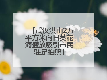 武汉洪山2万平方米向日葵花海盛放吸引市民驻足拍照