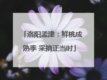 洛阳孟津：鲜桃成熟季 采摘正当时