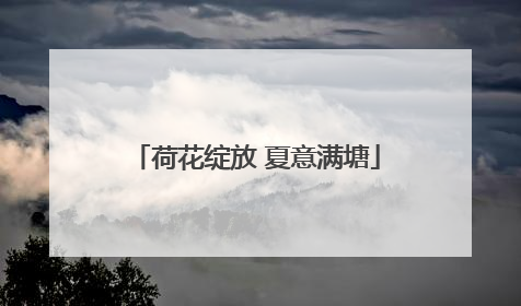 荷花绽放 夏意满塘