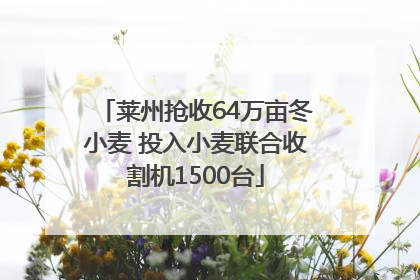 莱州抢收64万亩冬小麦 投入小麦联合收割机1500台