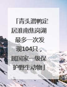 青头潜鸭定居淮南焦岗湖 最多一次发现104只，属国家一级保护野生动物