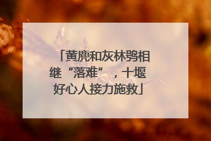 黄麂和灰林鸮相继“落难”，十堰好心人接力施救