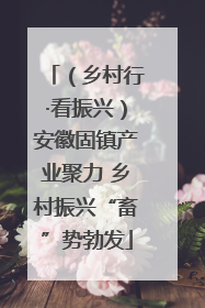 （乡村行·看振兴）安徽固镇产业聚力 乡村振兴“畜”势勃发